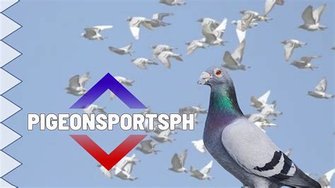 Pigeon Sports PH .